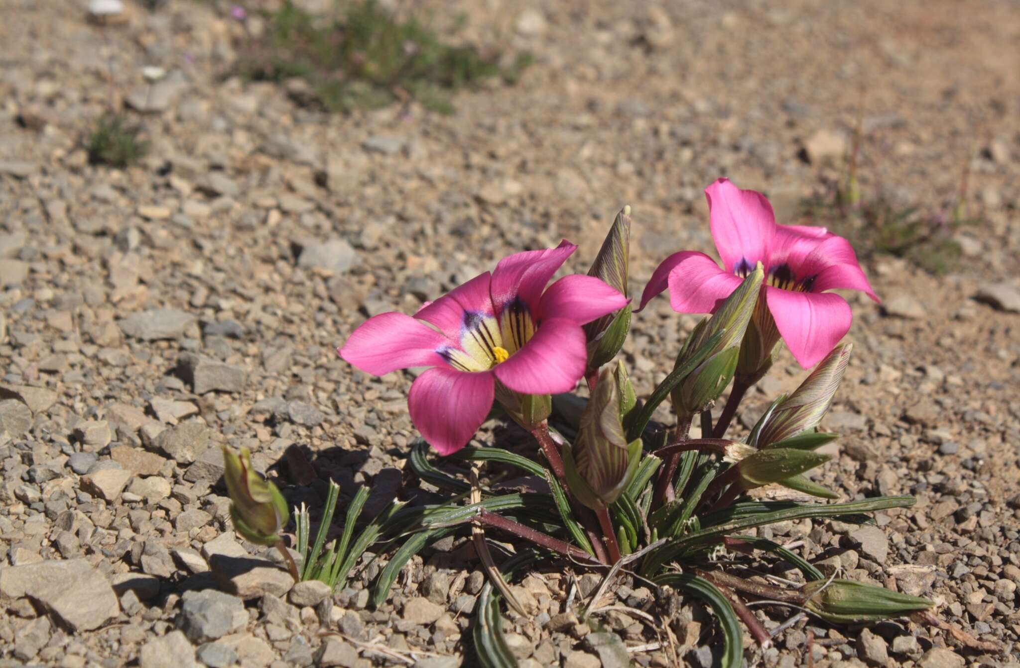 Image of Romulea subfistulosa M. P. de Vos