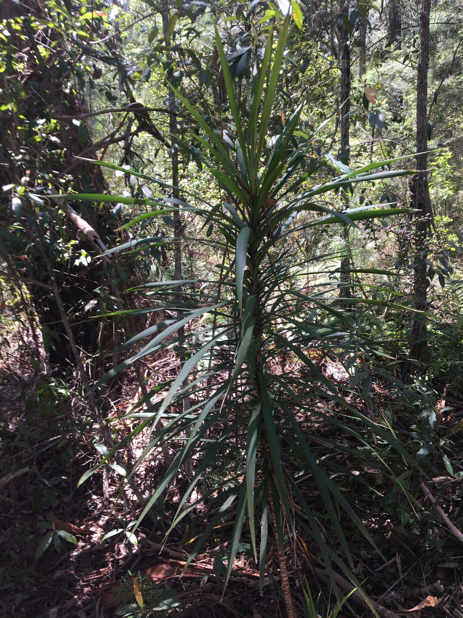 Imagem de Cordyline stricta (Sims) Endl.