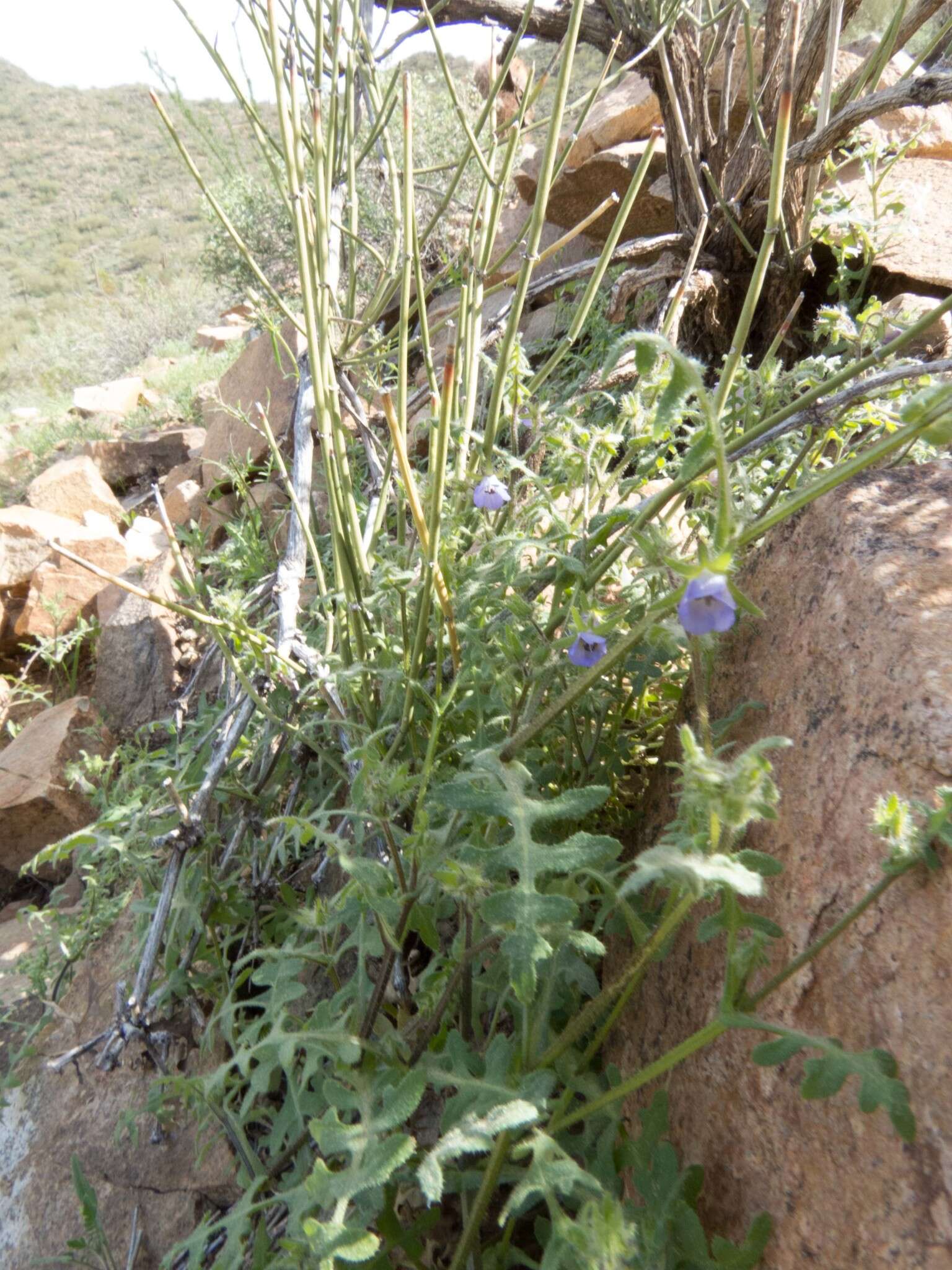 Image of Arizona fiestaflower