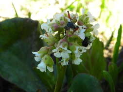 Image of Himalayan Bergenia