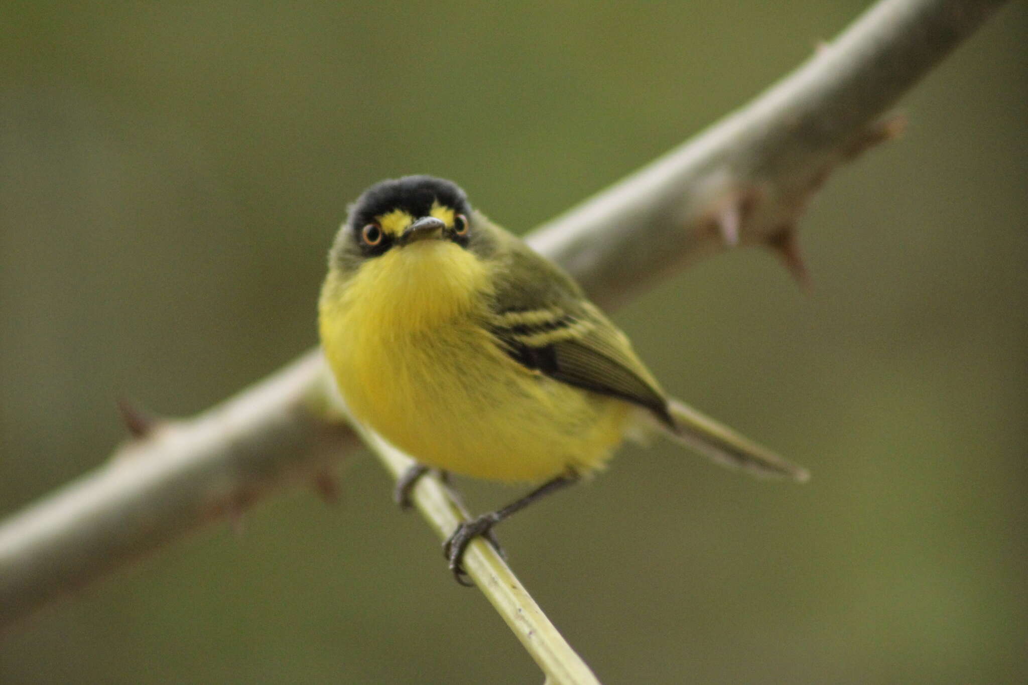 Image of Gray-headed Tody-Flycatcher