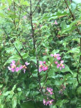 Image of wild crapemyrtle