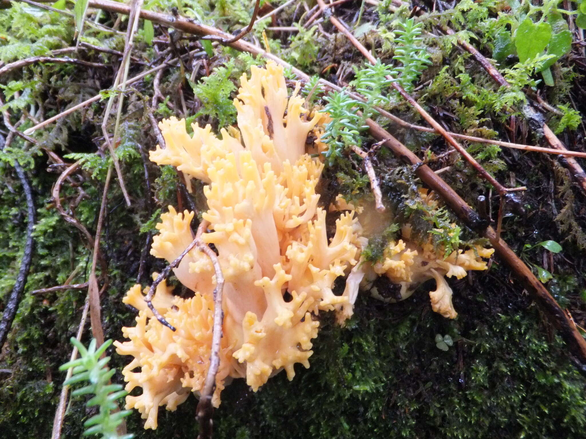 Ramaria flava (Schaeff.) Quél. 1888 resmi