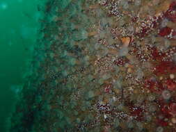 Image of orange encrusting anemone