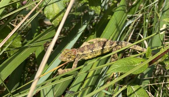 Image of Coarse Chameleon