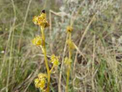 Plancia ëd Micranthes nidifica (Greene) Small