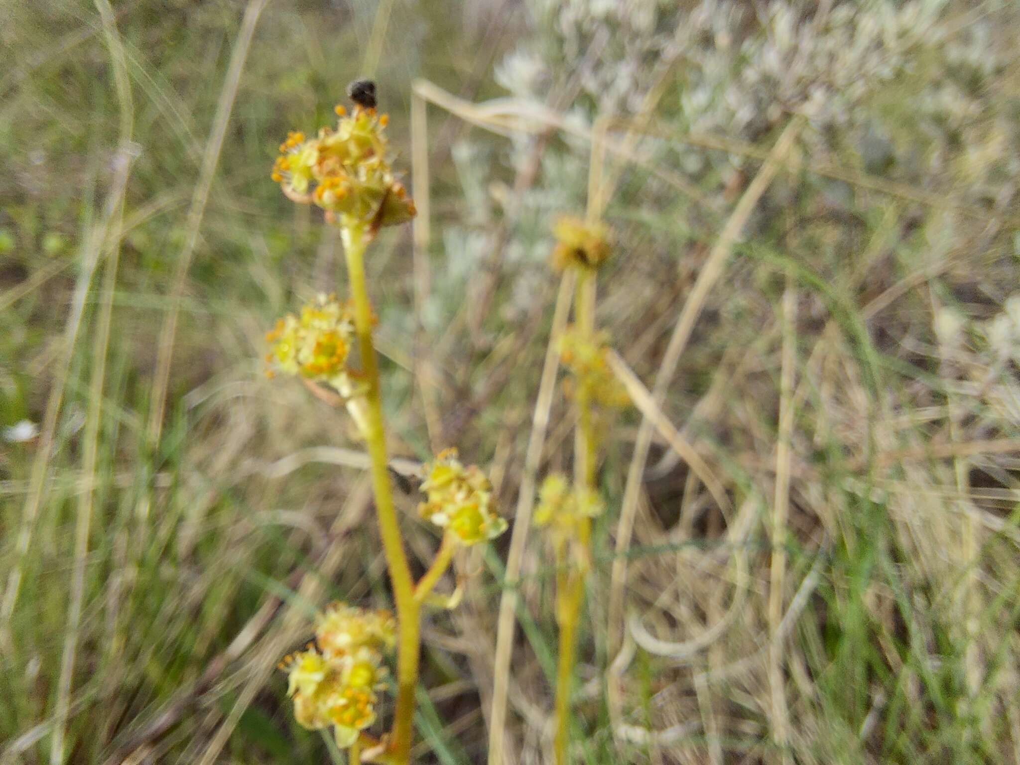 Plancia ëd Micranthes nidifica (Greene) Small