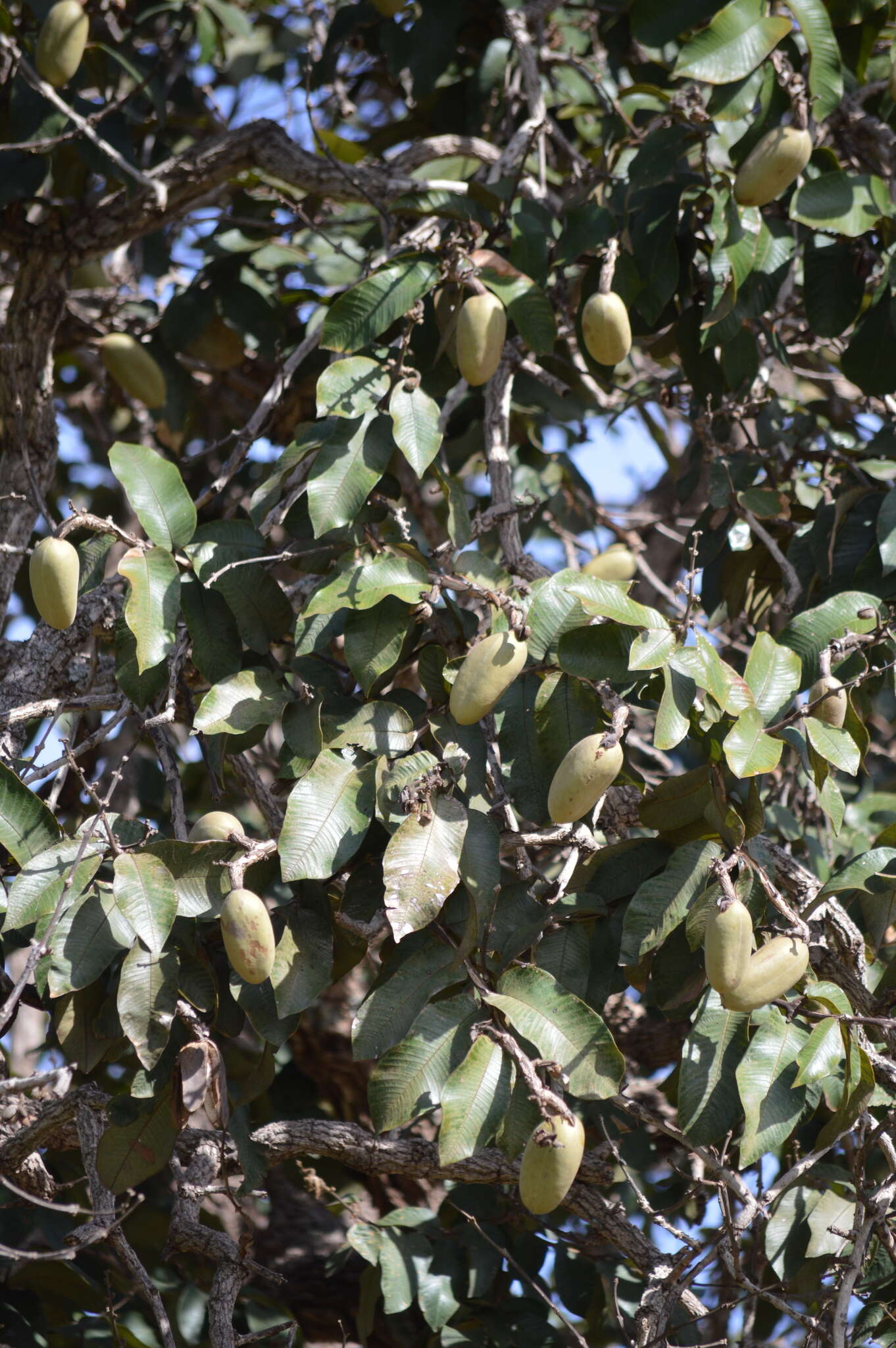 Image of Qualea grandiflora Mart.