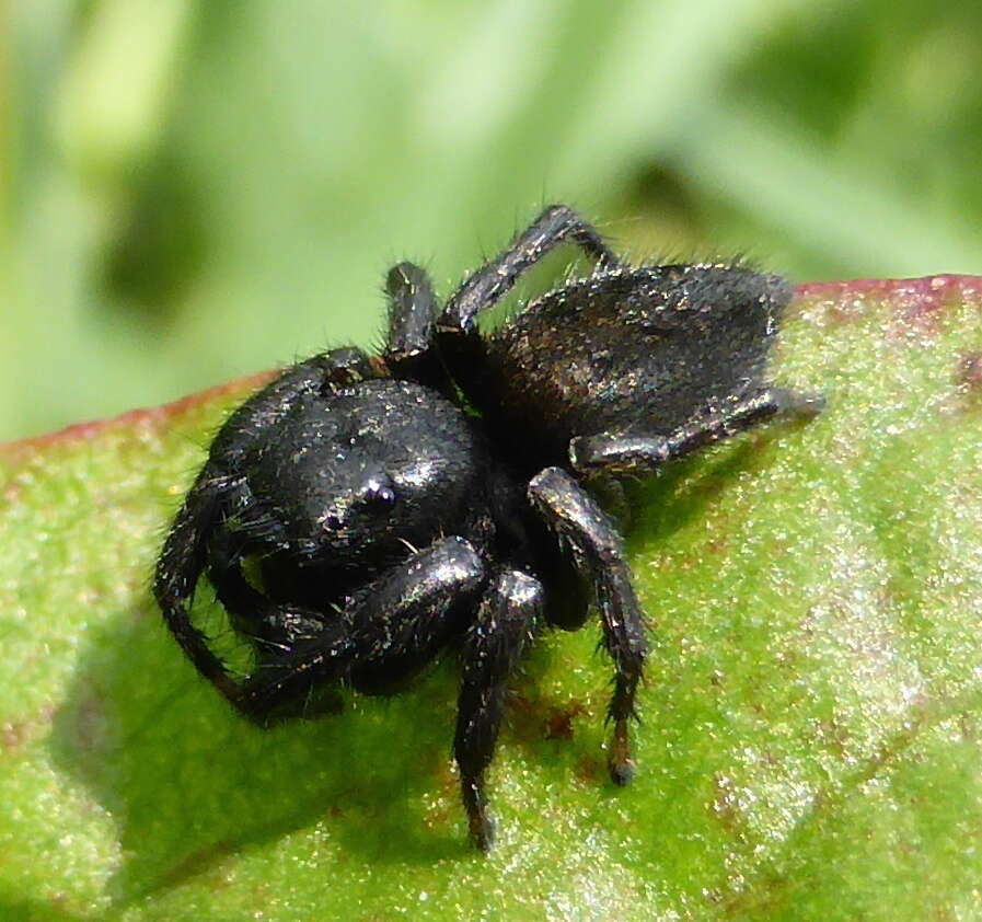 Image of Nigorella hirsuta Wesolowska 2009