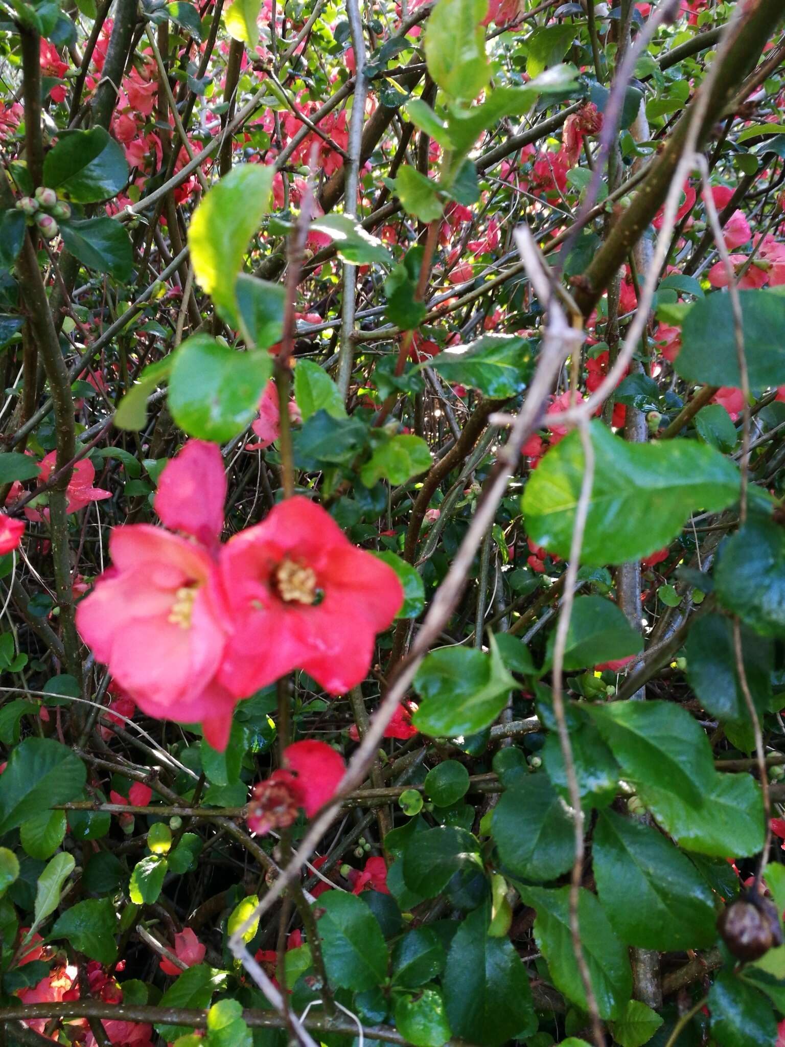 Chaenomeles speciosa (Sweet) Nakai的圖片