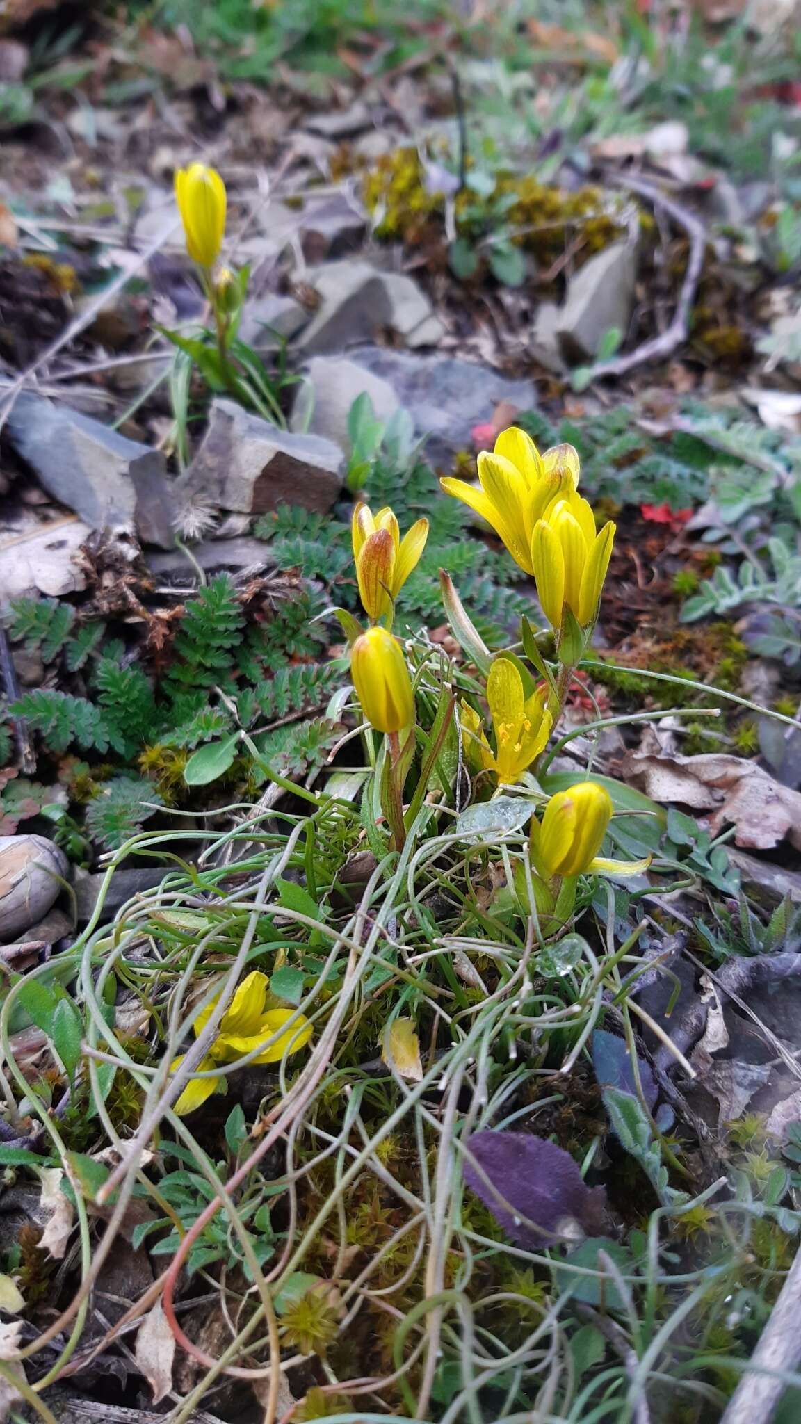 Image de Gagea bohemica (Zauschn.) Schult. & Schult. fil.