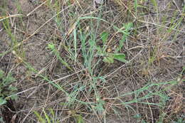 Image of Dianthus polymorphus Bieb.