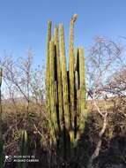 Image of Pachycereus grandis Rose