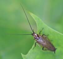 Image of Ectobius (Ectobius) erythronotus Burr 1898