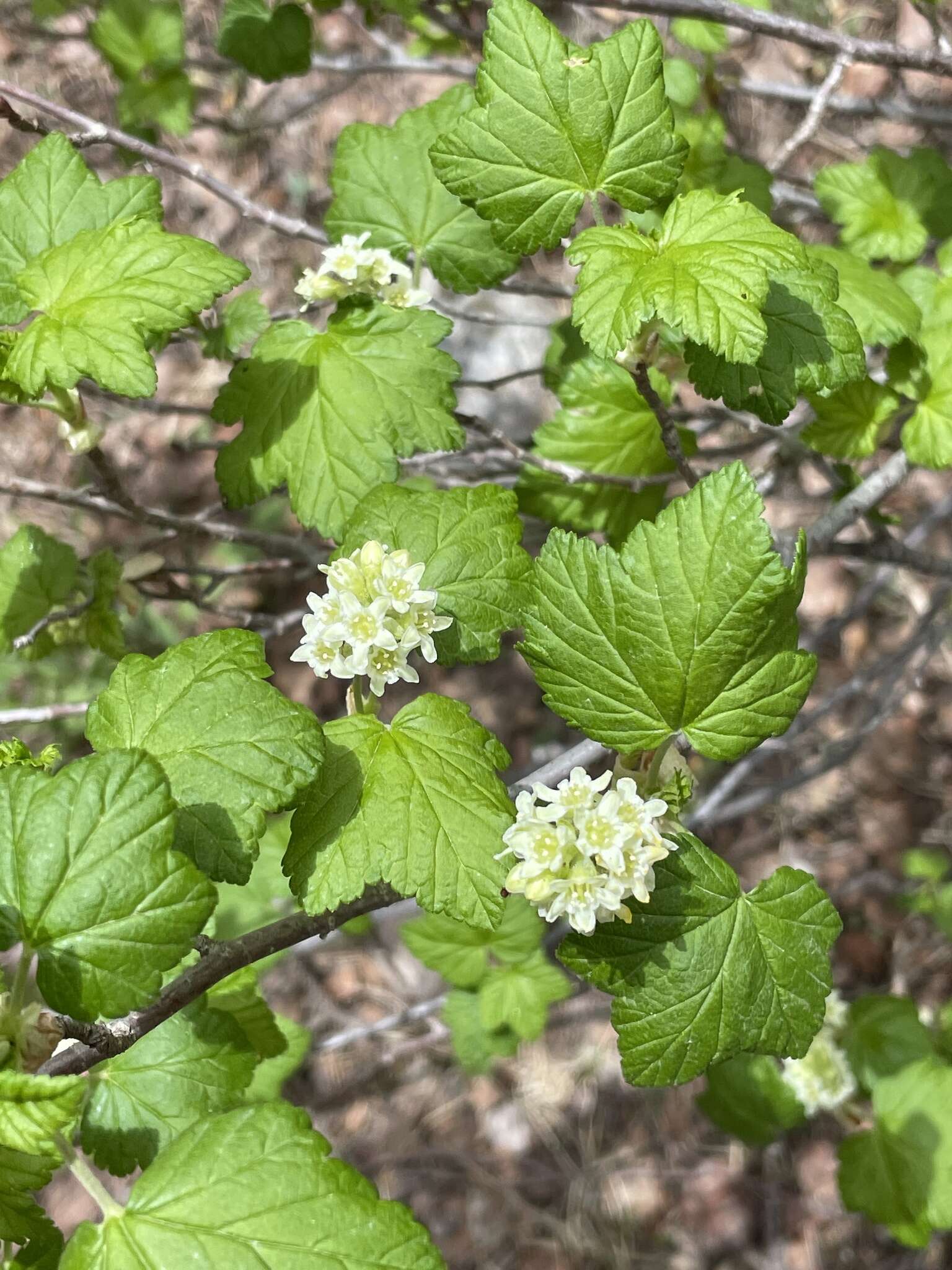 Plancia ëd Ribes wolfii Rothrock