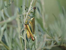 Image of Melanoplus thomasi Scudder & S. H. 1897