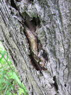 Image of Butternut canker fungus