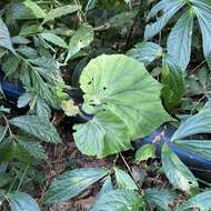 Image of Begonia nantoensis M. J. Lai & N. J. Chung