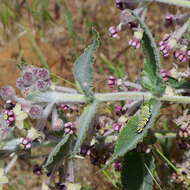 Image of California milkweed