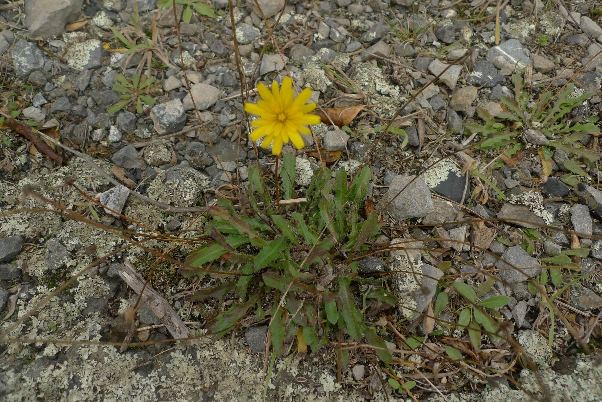 Image of lesser hawkbit