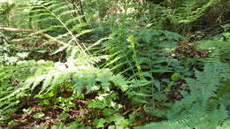 Athyrium asplenioides var. cyclosorum (Rupr.) resmi