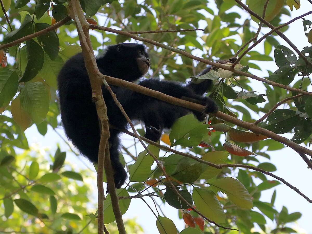 Image of siamang