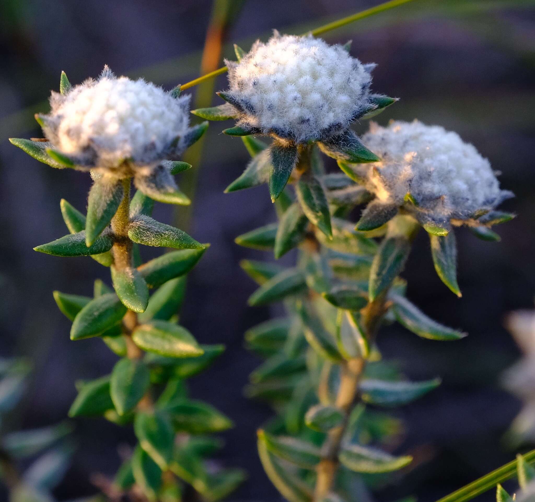 Image of Phylica propinqua Sond.