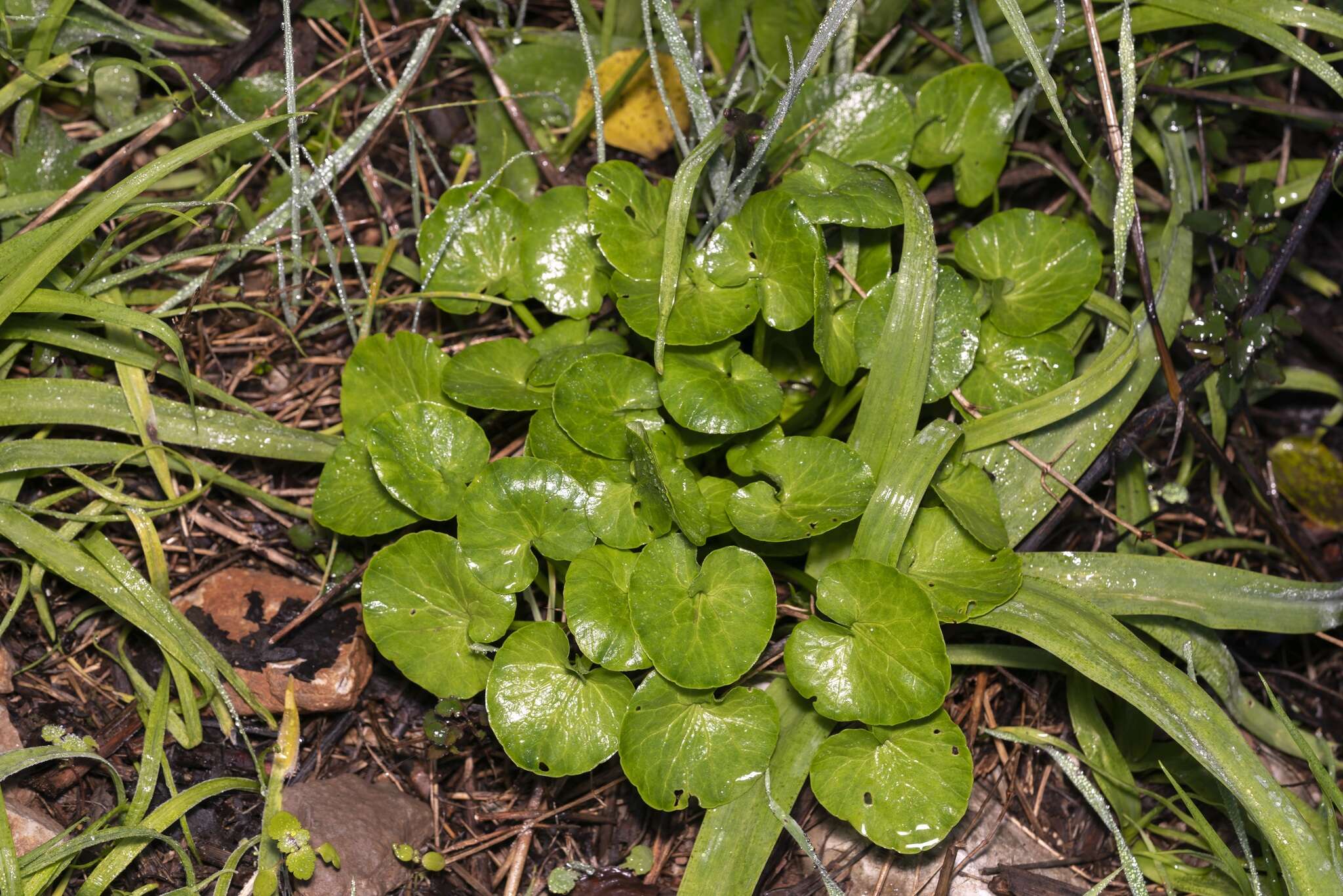 Image of Ficaria verna subsp. chrysocephala (P. D. Sell) Stace