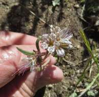 Image of Mojave phacelia