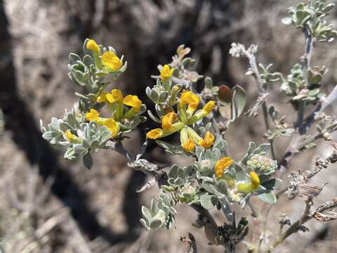 Image of <i>Acmispon dendroideus</i> var. <i>veatchii</i>