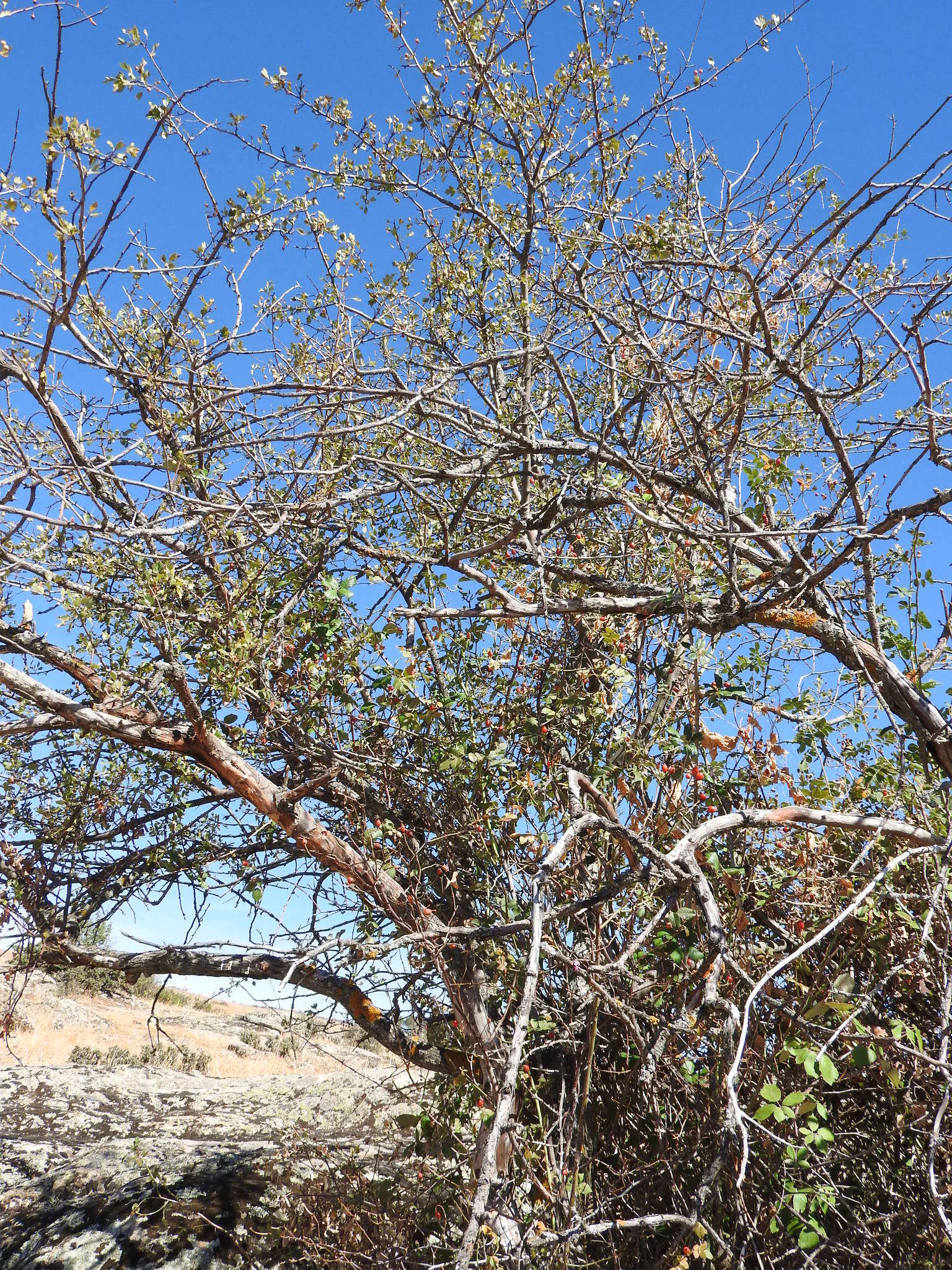 Plancia ëd Pyrus bourgaeana Decne