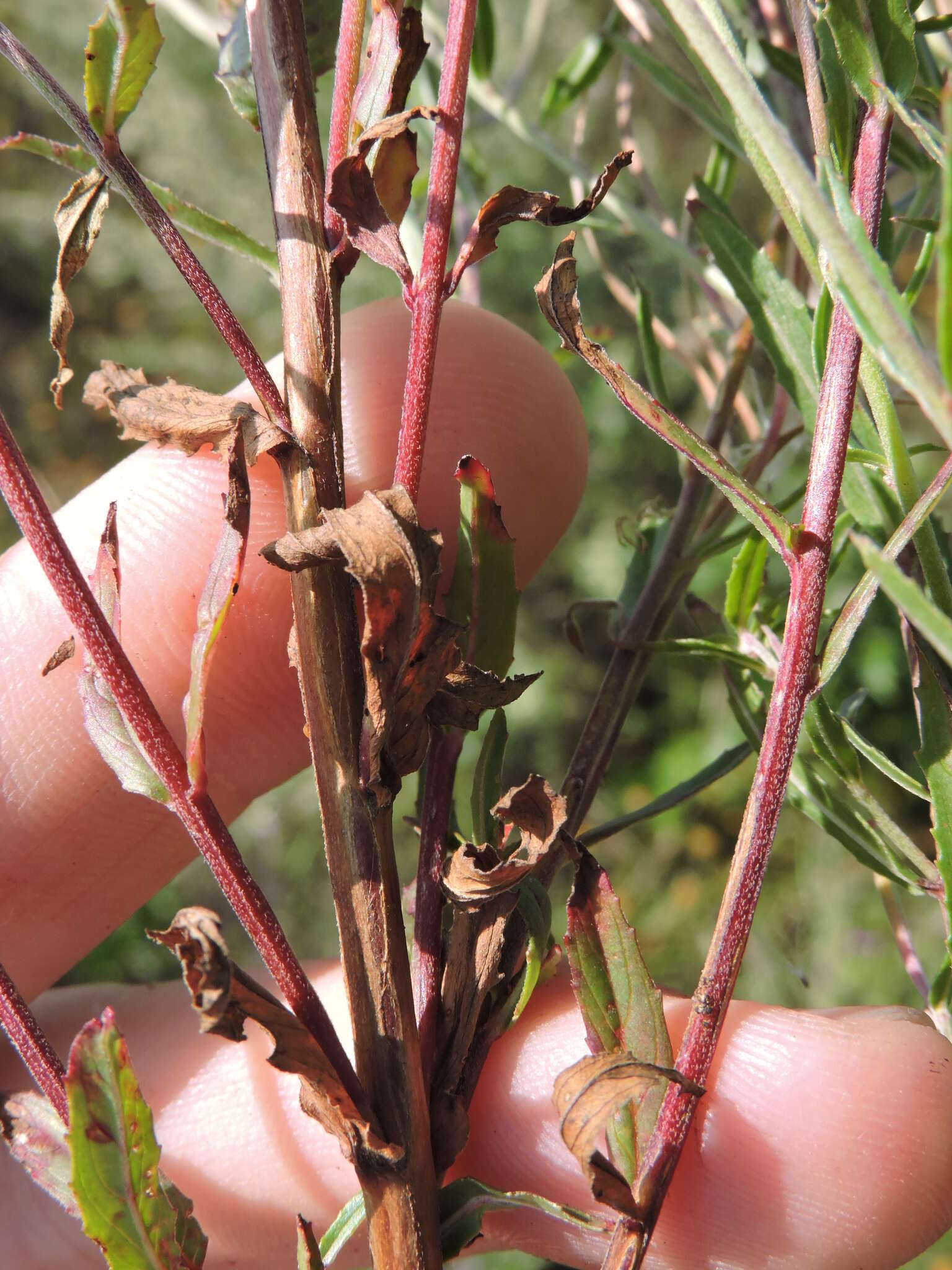 Image of Epilobium lamyi F. W. Schultz