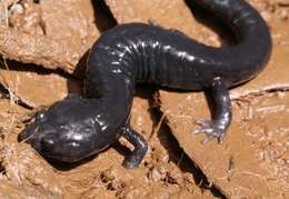 Image of Santa Cruz Black Salamander