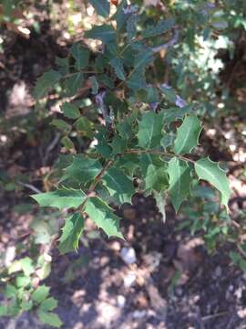 Image of Texas barberry