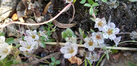 Image of Mojave phacelia