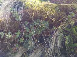 Image of Saxifraga paniculata subsp. cartilaginea (Willd.) D. A. Webb