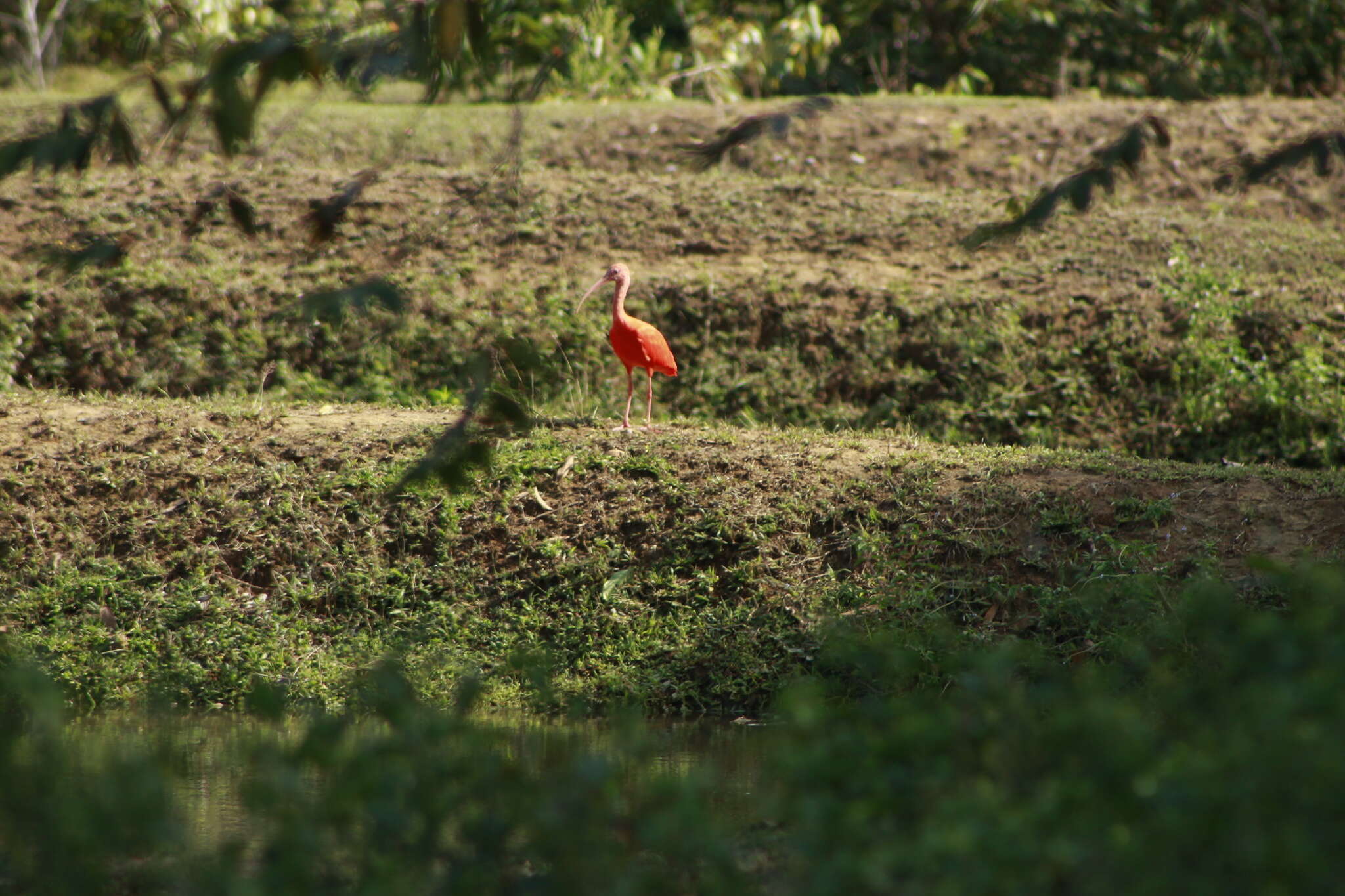 Image of Scarlet Ibis