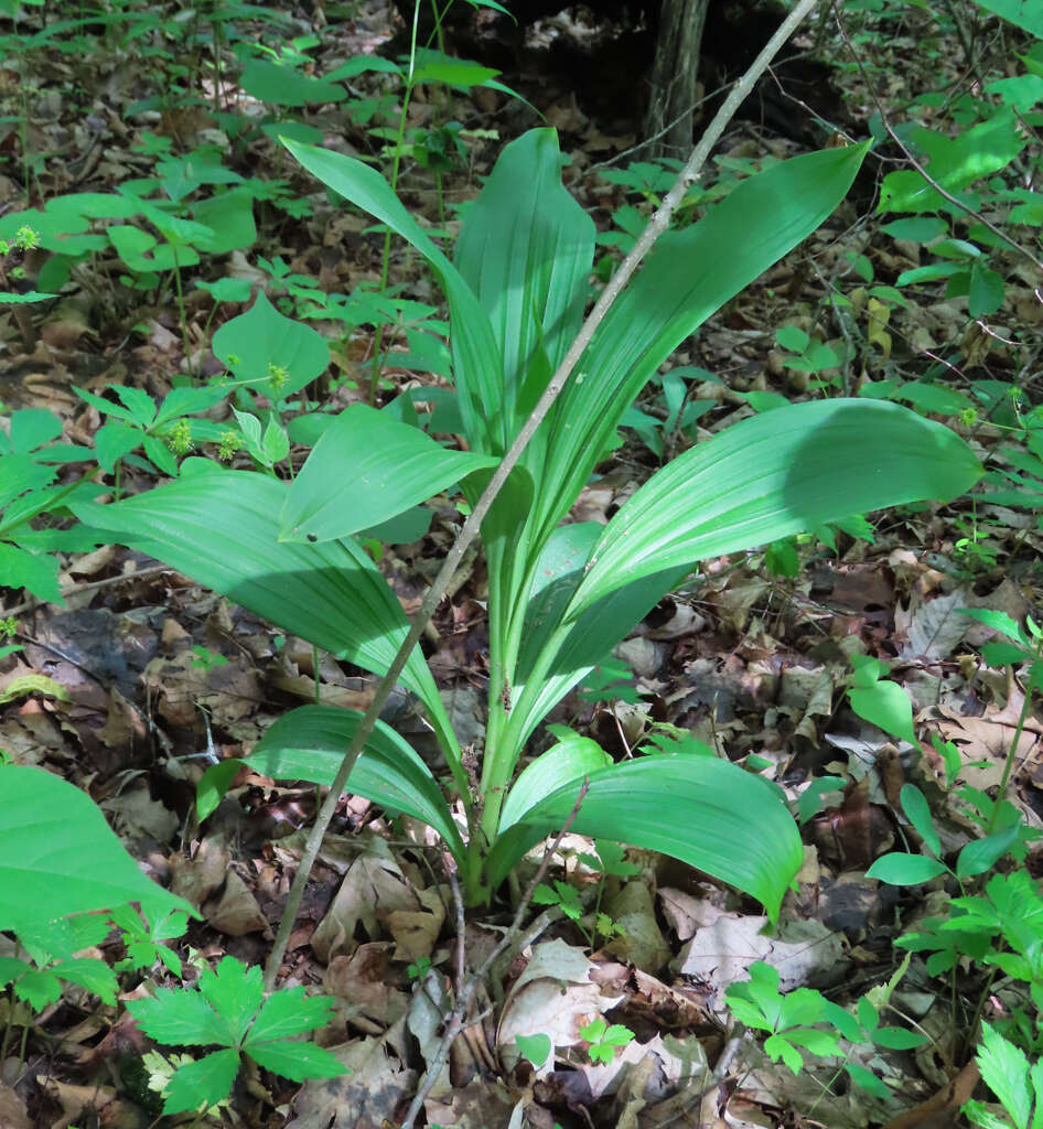 Veratrum woodii J. W. Robbins ex Alph. Wood resmi