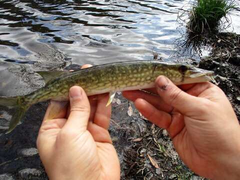 Image of Pickerel