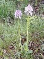 Image of Three-toothed orchid