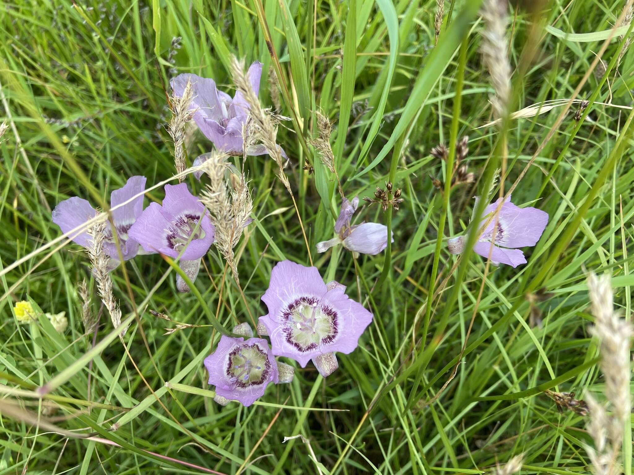 Calochortus longibarbatus S. Watson resmi