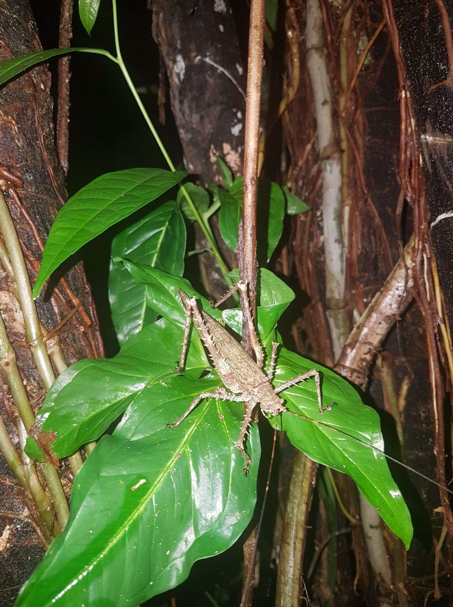 Imagem de Phricta spinosa Redtenbacher 1892