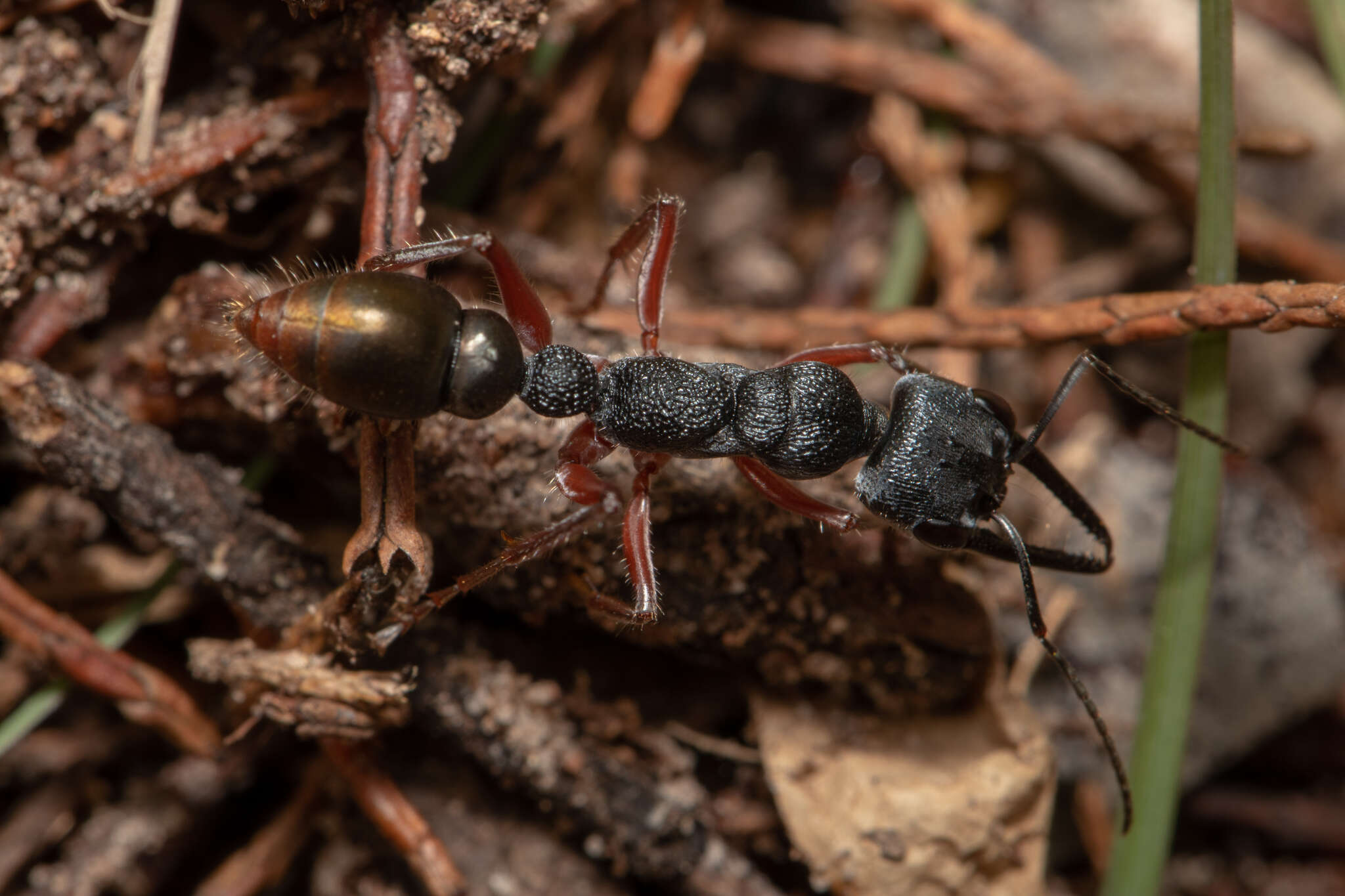 Image of Myrmecia fulviculis Forel 1913