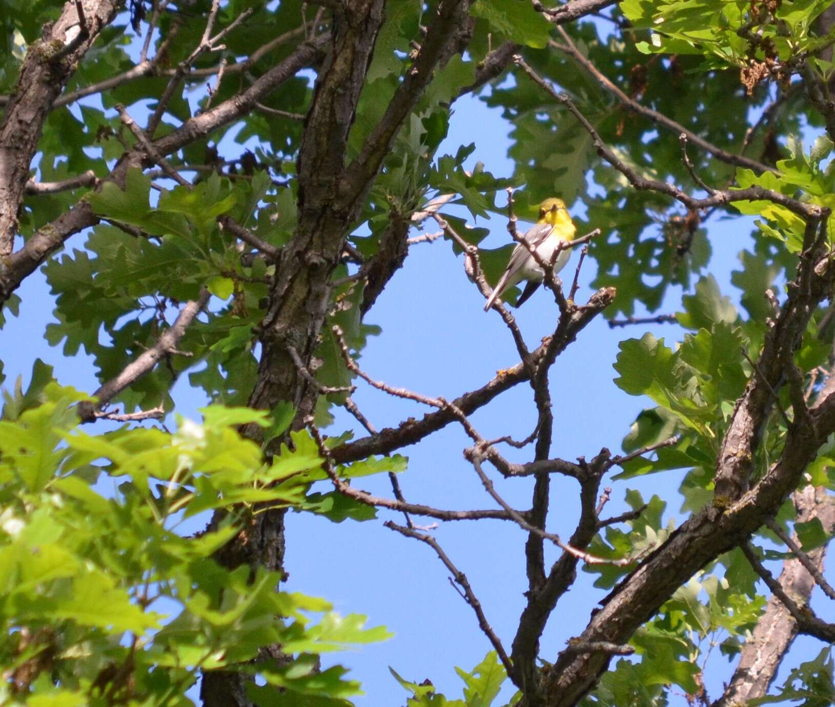 Sivun keltarintavireo kuva