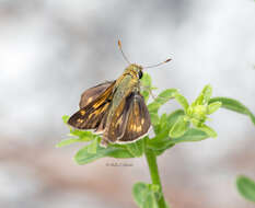 Image of Dotted Skipper