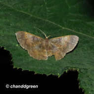 Image of Peratophyga crista Jiang, Xue & Han