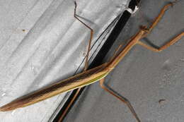 Image of Purple-winged mantis