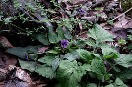 Image of Viola prionantha subsp. confusa (Champion ex Benth.) Y. S. Chen