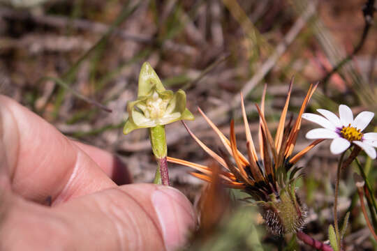 Image of Disperis cucullata Sw.