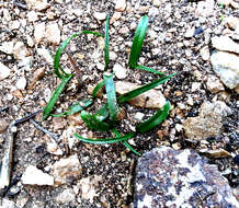 Image of Albuca virens (Lindl.) J. C. Manning & Goldblatt